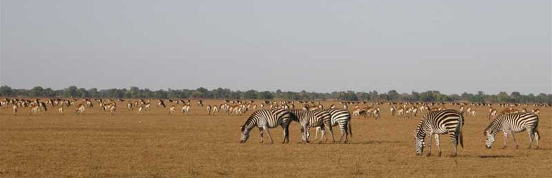 Kasanka & Bangweulu 